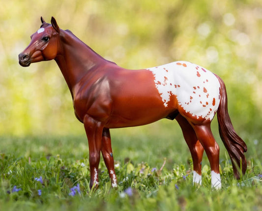 The Ideal Series - Appaloosa