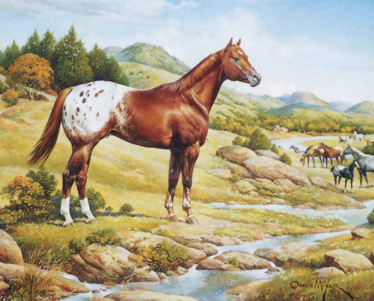 The Ideal Series - Appaloosa