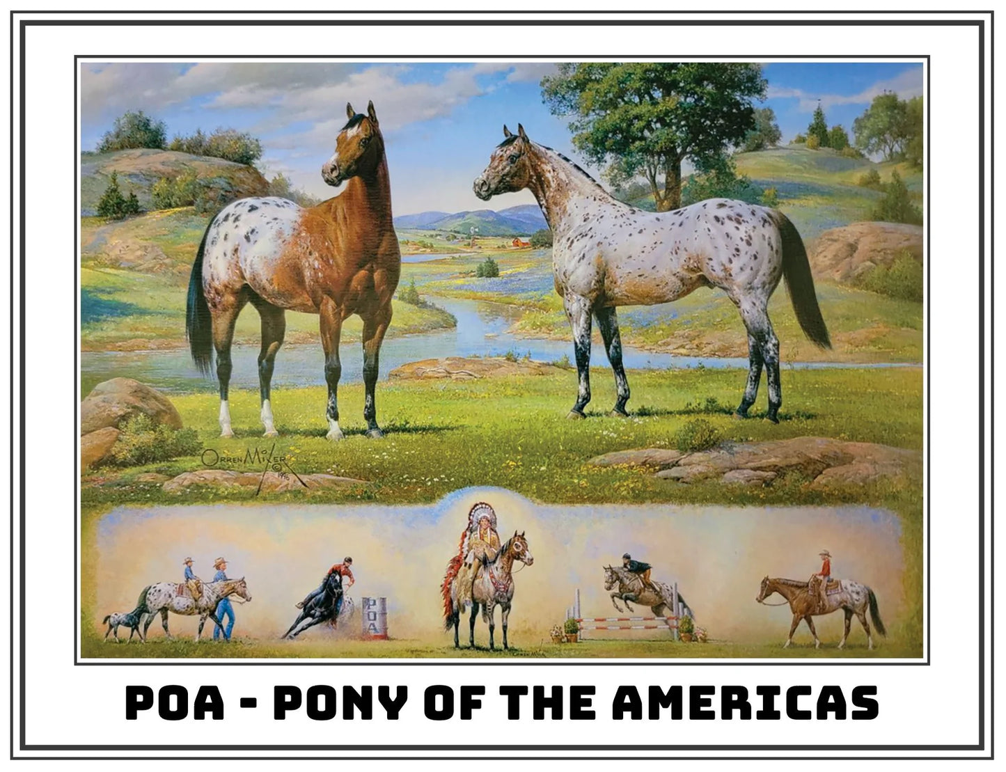 The Ideal Series | Pony of the Americas