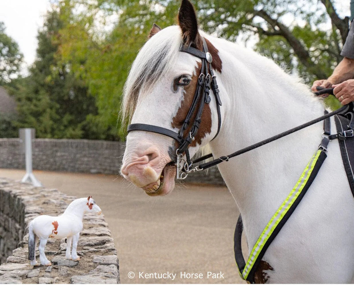 Hytyme Legend | KHP Mounted Police Horse